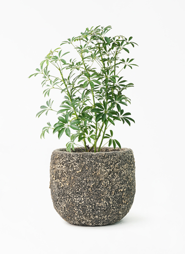 観葉植物 シェフレラ コンパクタ 5号 Coral Pot (コーラルポット