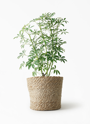 schefflera-compacta-45_1.jpg?