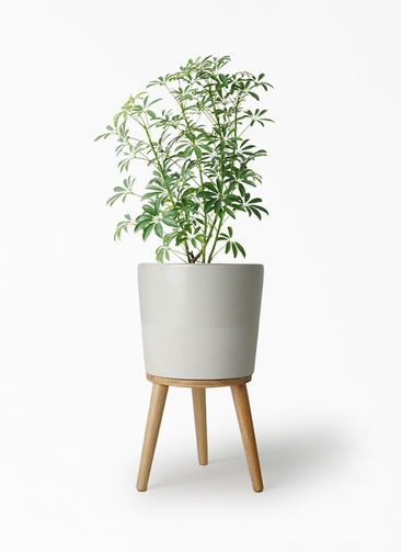観葉植物 シェフレラ コンパクタ 5号 エルナ 0 W 付き | 観葉植物なら