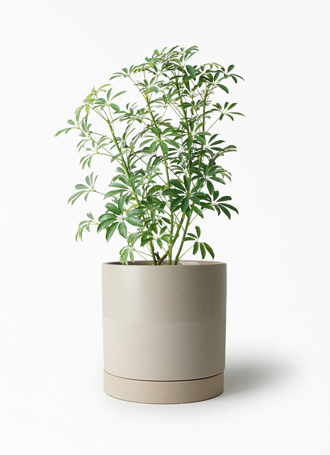 ☆シェフレラ コンパクタ♪ 132cm 太幹♪ ☆シェフレラ コンパクタ♪ 132cm 太幹♪ シェフレラ：コンパクタ5号