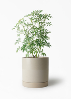 schefflera-compacta-42_1.jpg?