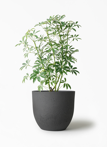 schefflera-compacta-51_1.jpg?