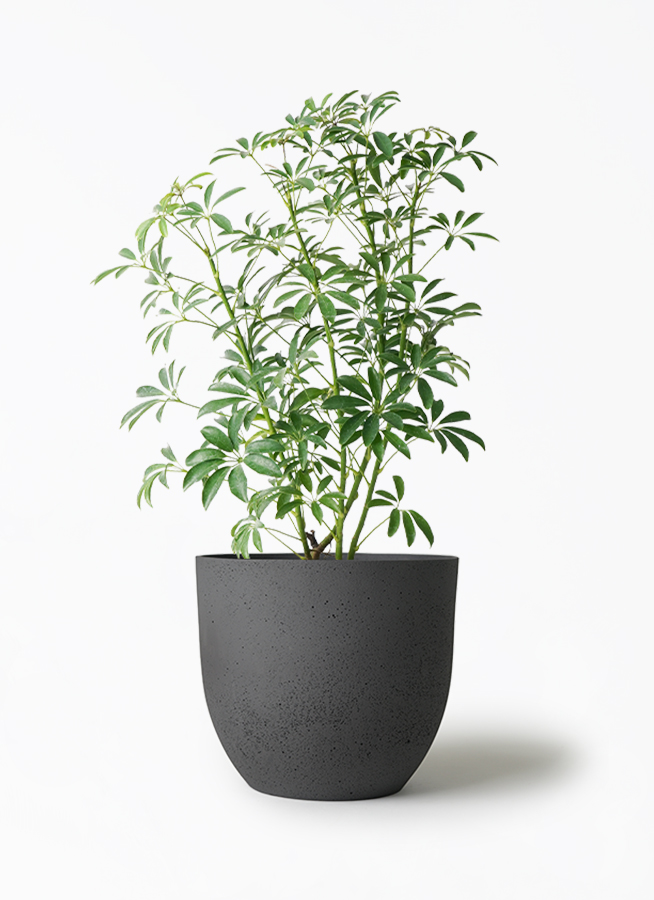 観葉植物 シェフレラ コンパクタ 5号 インティ M 濃グレイ 付き | 観葉