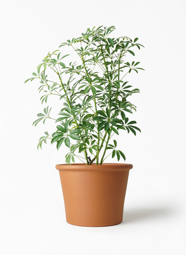 schefflera-compacta-57_1.jpg?