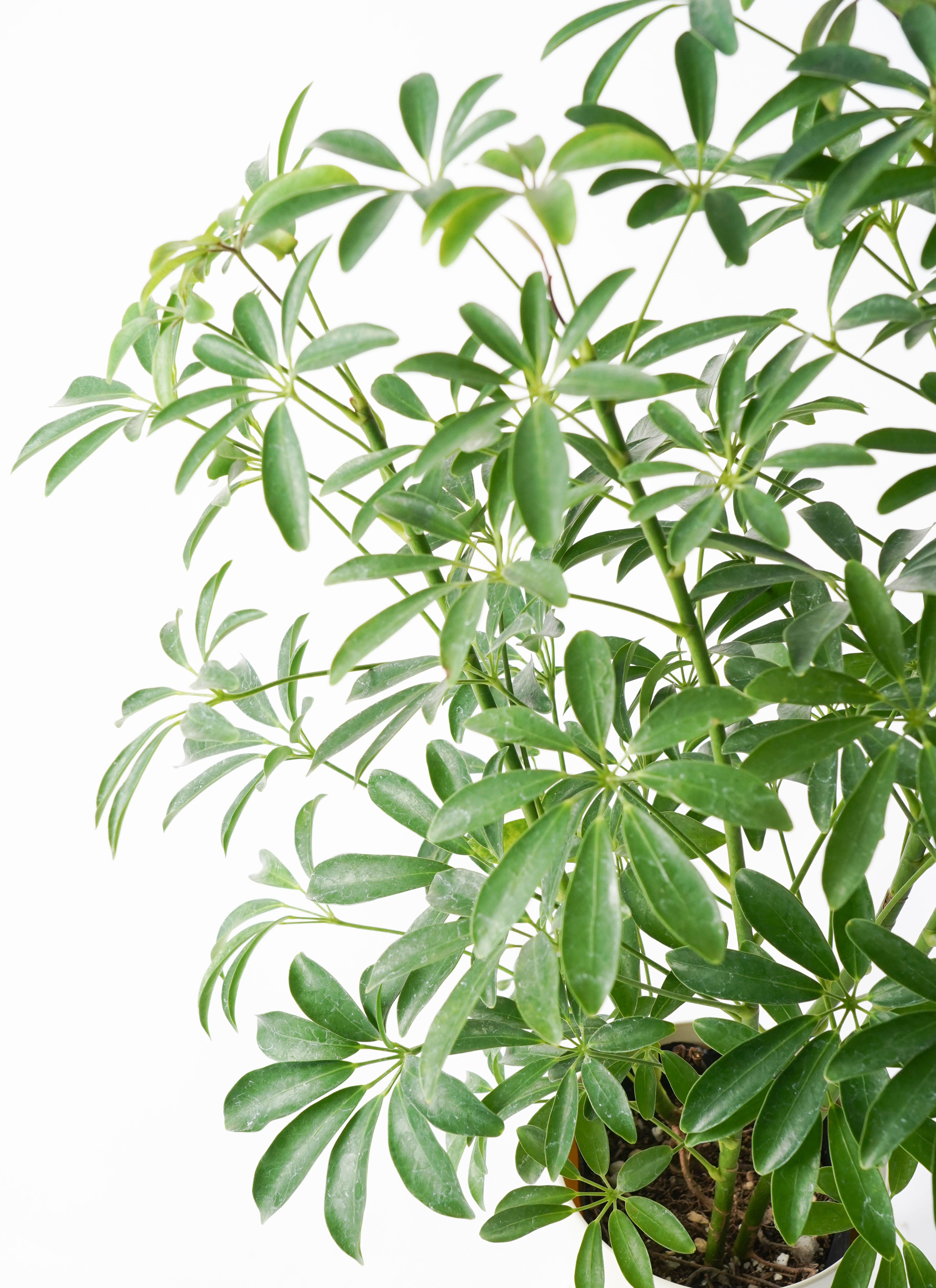 観葉植物 シェフレラ コンパクタ 5号 ライク ラウンド ブラック 付き