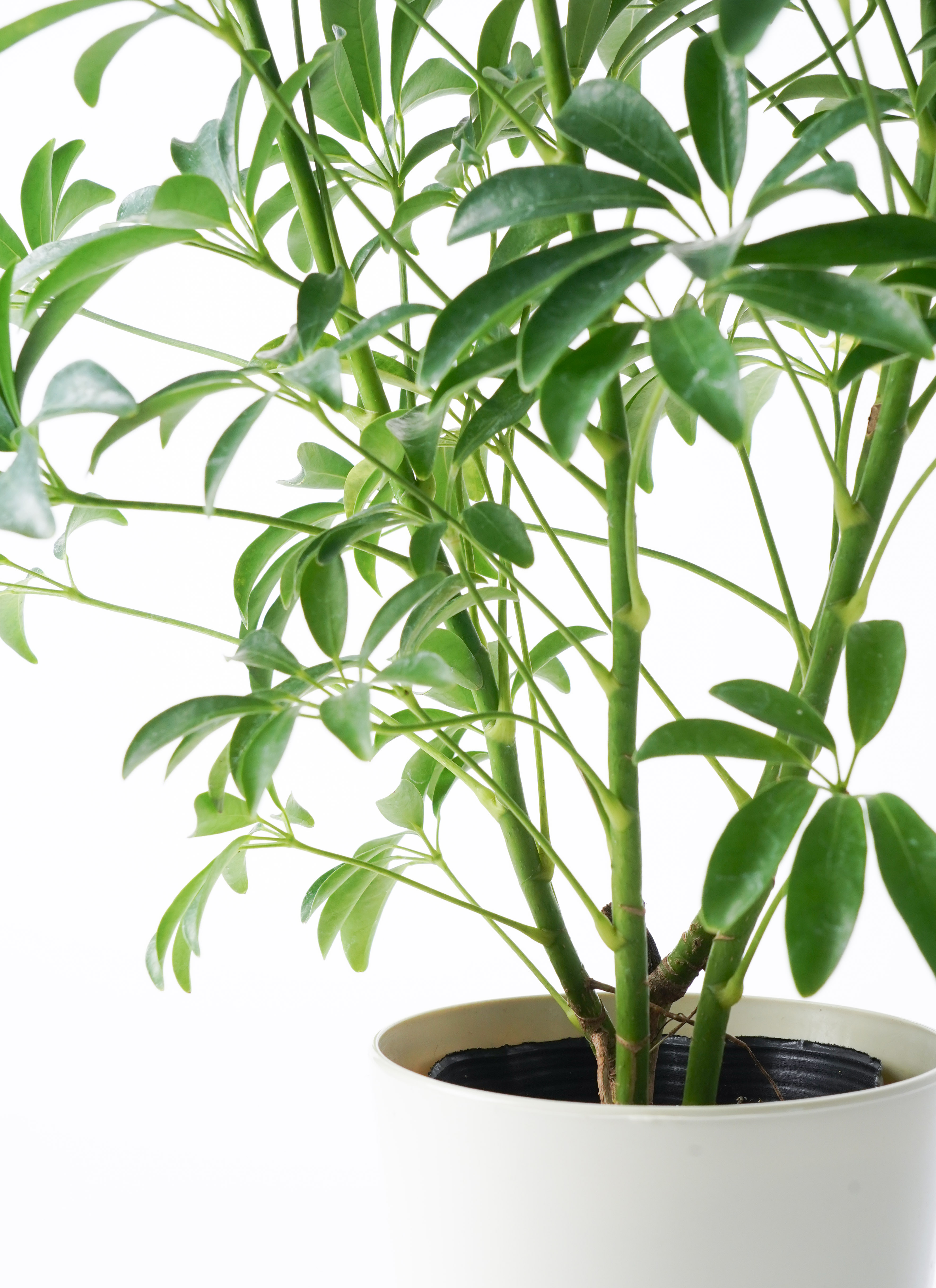 観葉植物 シェフレラ コンパクタ 5号 インティ M 濃グレイ 付き | 観葉