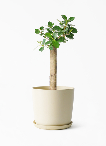 chinese-banyan-panda-424_1.jpg