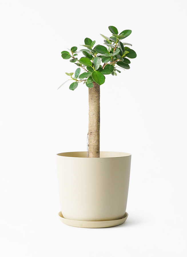 観葉植物 ガジュマル 6号 パンダ 朴仕立て エステリ ベージュ 付き