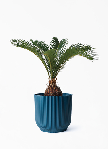 cycas-revoluta-495_1.jpg?