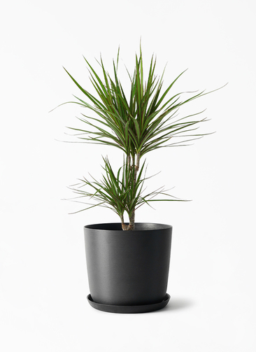 観葉植物 ドラセナ コンシンネ 6号 エステリ ブラック 付き | 観葉植物