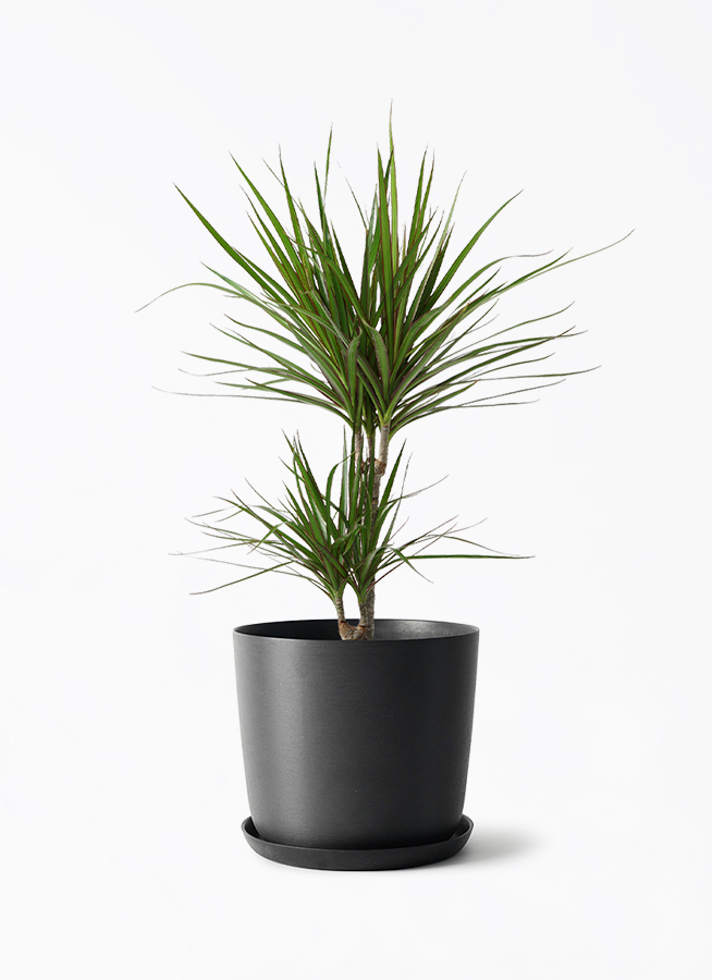 ドラセナ コンシンネ ② 多幹仕立て 観葉植物　鉢底から約130cm盆前特価 concinna-711_1.jpg?1740533781