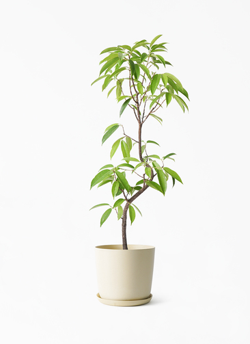 観葉植物 フィカス アムステルダムキング 6号 曲り エステリ ベージュ