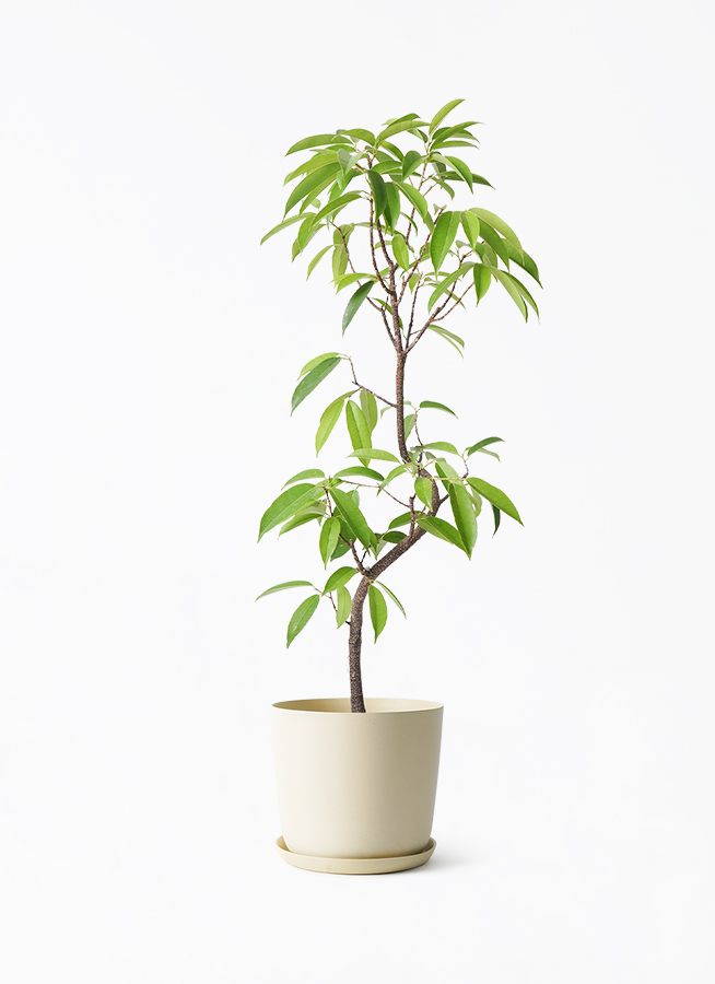 観葉植物 フィカス アムステルダムキング 6号 曲り エステリ ベージュ