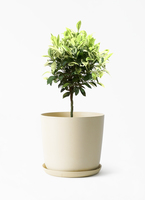 ficus-benjamina-golden-249_1.