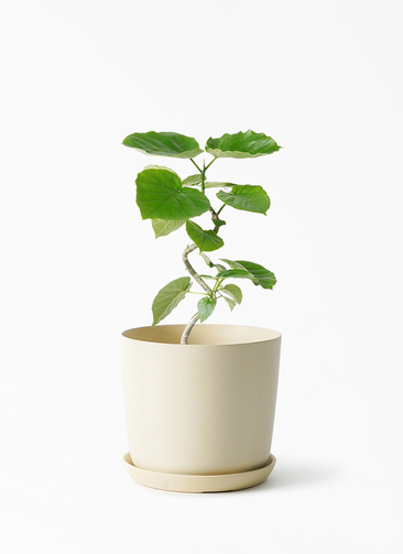 観葉植物 フィカス ウンベラータ 4号 曲り エステリ ベージュ 付き