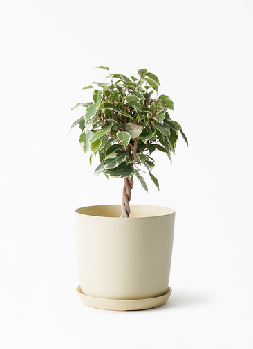 観葉植物 フィカス ベンジャミン 4号 プリンセス エステリ ベージュ 付き | 観葉植物ならHitoHana(ひとはな)