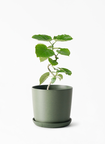 観葉植物 フィカス ウンベラータ 4号 曲り エステリ グリーン 付き