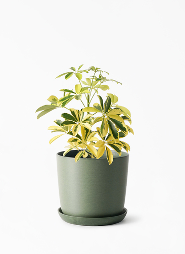 kapok-967_1.jpg?1740535652