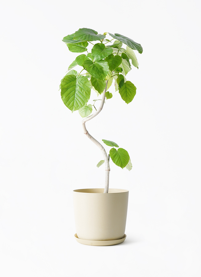 ficus-umbellata-1272_1.jpg?