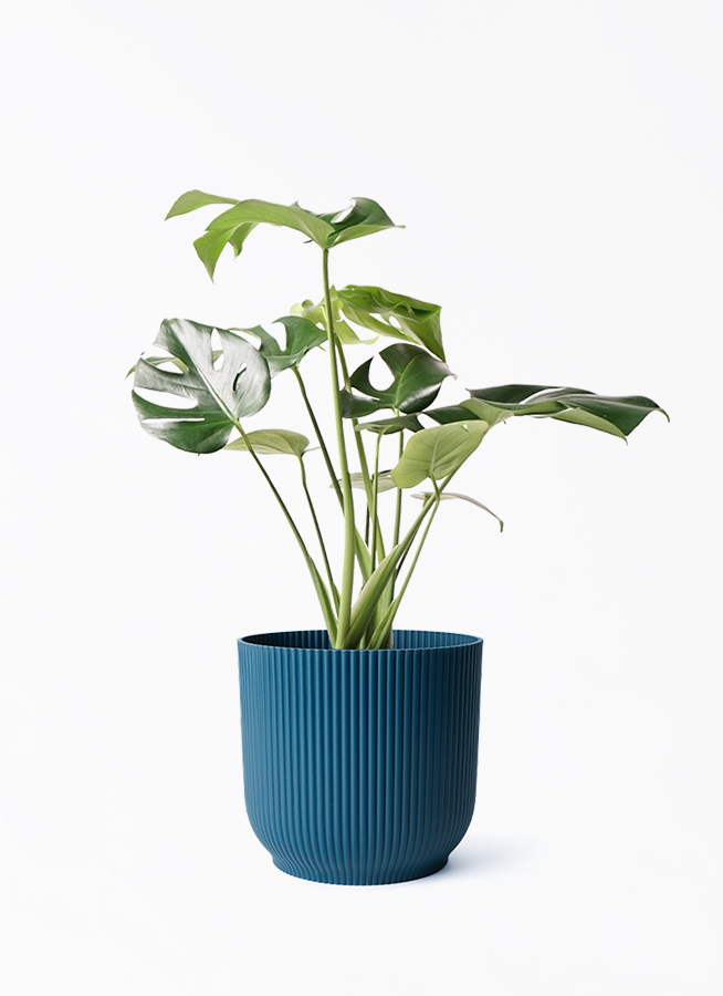 モンステラ モンステラ 観葉植物 ブラックセラアート鉢 送料無料 中型 8号