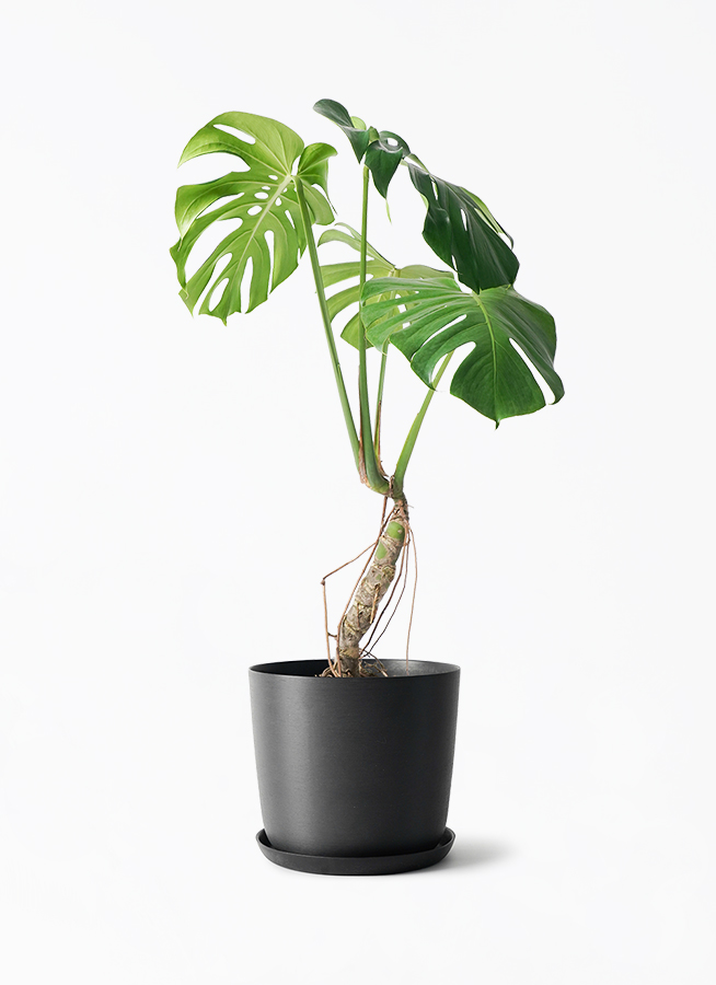 観葉植物 モンステラ 6号 根あがり エステリ ブラック 付き | 観葉植物