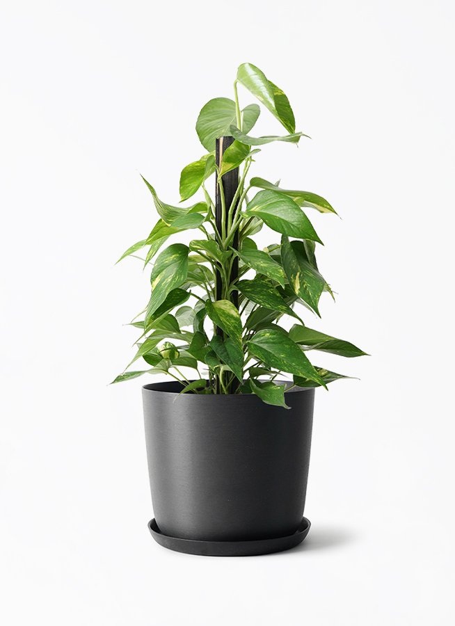 pothos-1408_1.jpg?1740536350