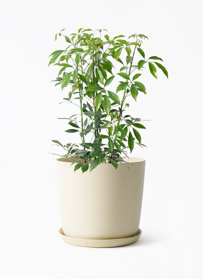 schefflera-compacta-310_1.jpg?