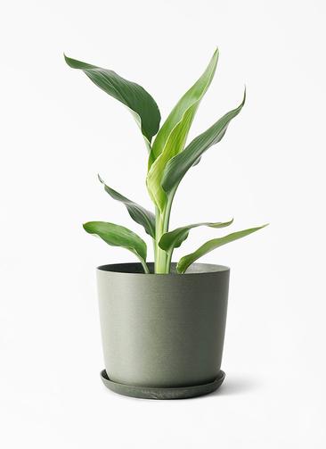 strelitzia-reginae-254_1.jpg?