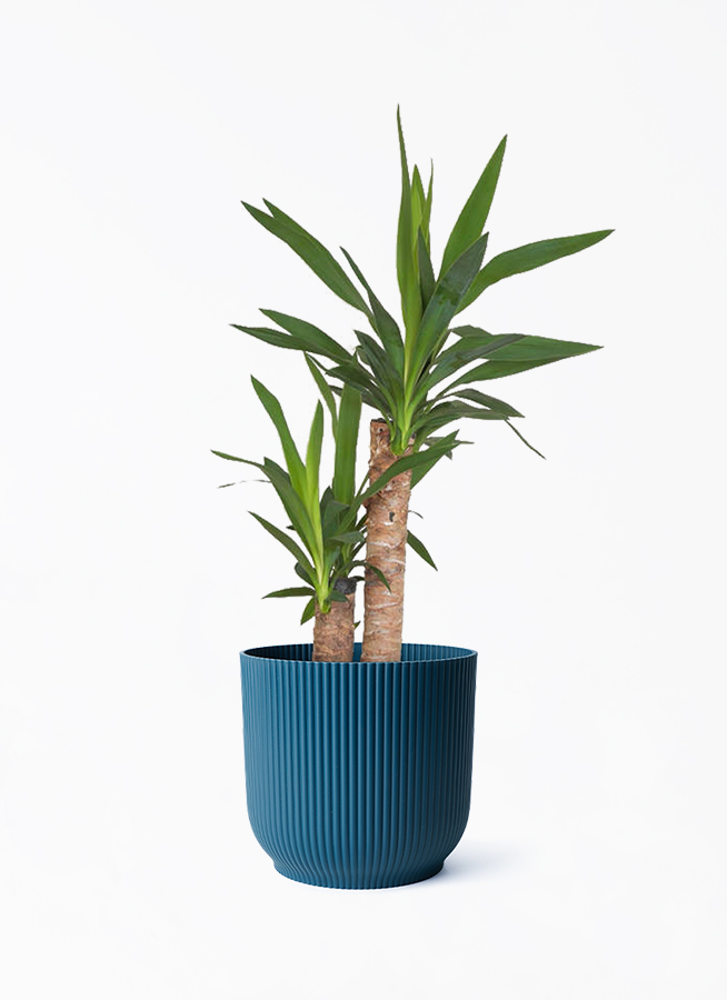 観葉植物 ユッカ 6号 ノーマル Vibes Fold Pot (バイブスポット
