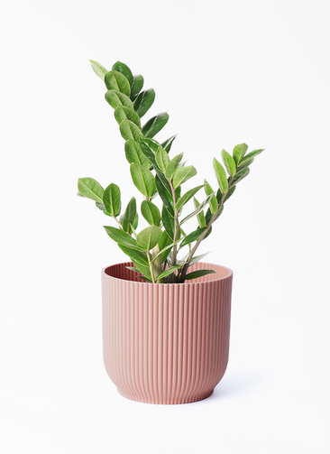 その他観葉植物 Tomirio san's order 観葉植物 ザミオクルカス ザミフォーリア 6号鉢 金銭樹 耐陰性