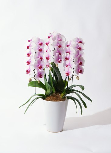 胡蝶蘭中大輪 サクラヒメ 3本立ち | 胡蝶蘭ならHitoHana(ひとはな)