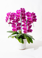 りん5※整理整頓中さま専用ノンホールチョウバネ りん5※整理整頓中さま専用ノンホールチョウバネ りん5※整理