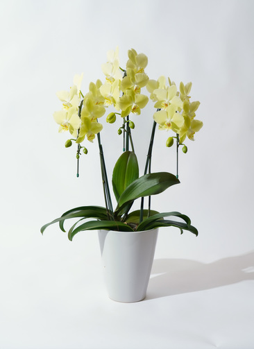 胡蝶蘭中大輪 黄色 ライムライト 3本立ち | 胡蝶蘭ならHitoHana(ひとはな)