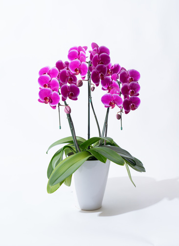 1点限り❣きめこみ　パッチワーク　胡蝶蘭　ピンク　縦型　花　お花　フラワー pinkhello-1_0001.jpg?1740641126