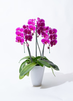 pinkhello-1_0001.jpg?1740641126