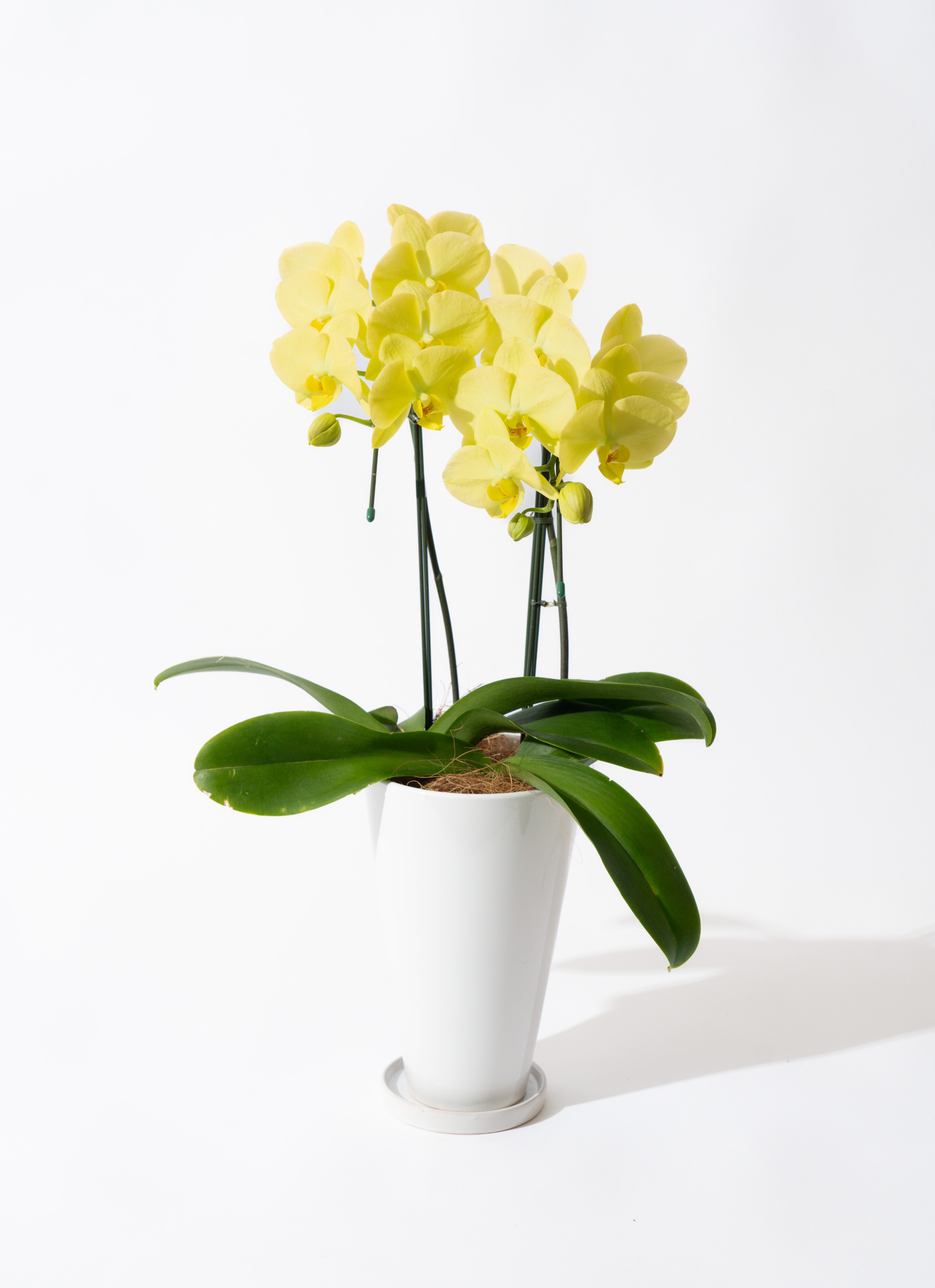 goldenlife-1_0001.jpg?1740641140