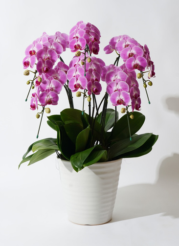 candyprincess-4_0001.jpg?