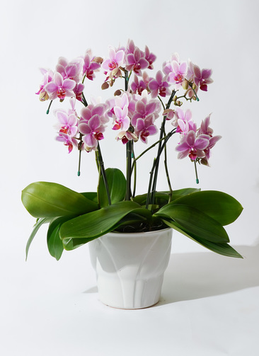 hawaiian-mermaid-12_0001.jpg?