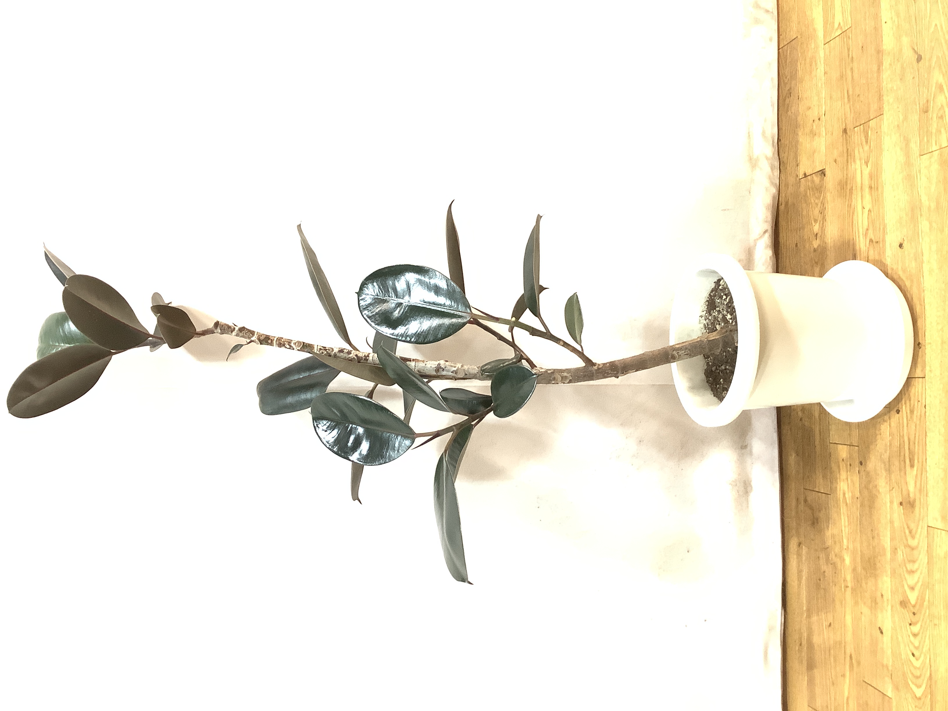 とし　リピート価格　ももたまな葉　1000　枚 とし様専用 リピート価格 ももたまな葉 1000 枚