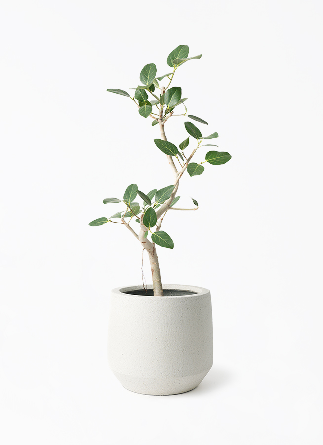 観葉植物 フィカス ベンガレンシス 150cm 観葉植物 フィカス ベンガレンシス 7号 曲り パボ ミドル オフホワイト