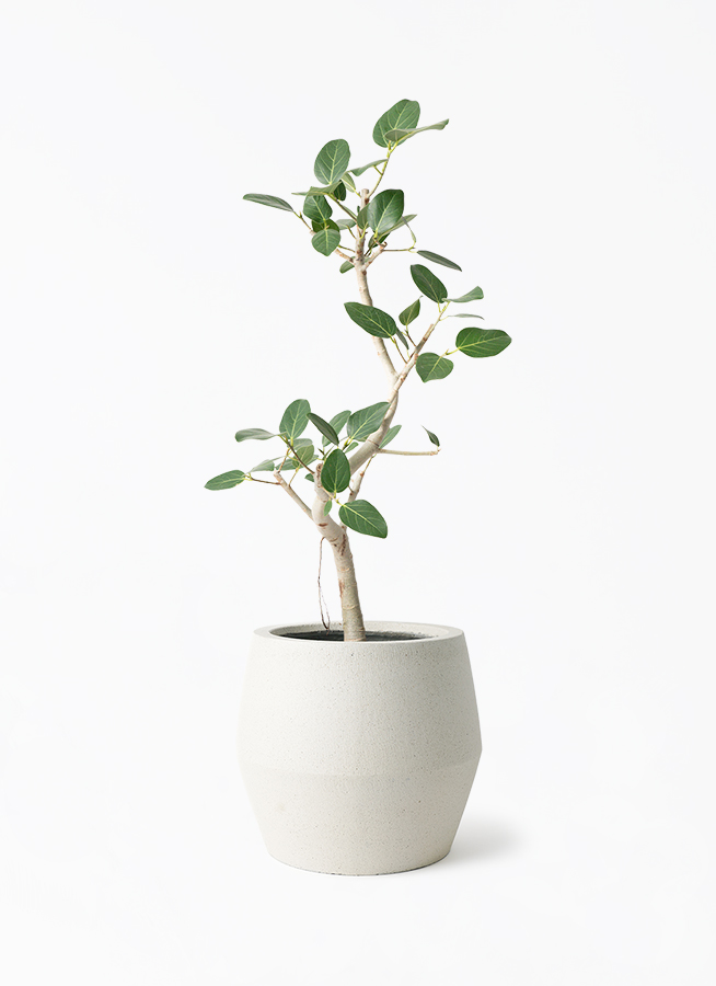 ficus-benghalensis-1272_1.jpg?