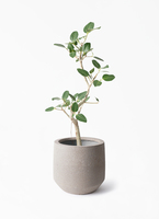 観葉植物 フィカス ベンガレンシス 7号 曲り プラスチック鉢 | 観葉