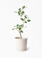 観葉植物 フィカス ベンガレンシス 7号 曲り プラスチック鉢 | 観葉
