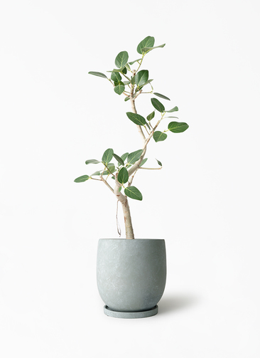 フィカス　ベンガレンシス　7 観葉植物 フィカス ベンガレンシス 7号 曲り アイルエッグ グレー 付き