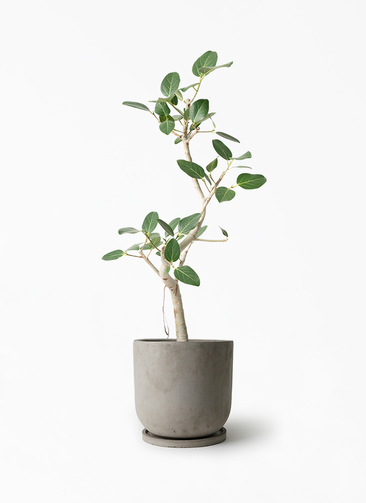 観葉植物 フィカス ベンガレンシス 7号 曲り セメント トラフポット 観葉植物 フィカス ベンガレンシス 7号 曲り セメント トラフポット