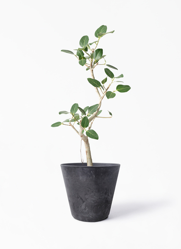 観葉植物 フィカス ベンガレンシス 7号 曲り アートストーン ラウンド