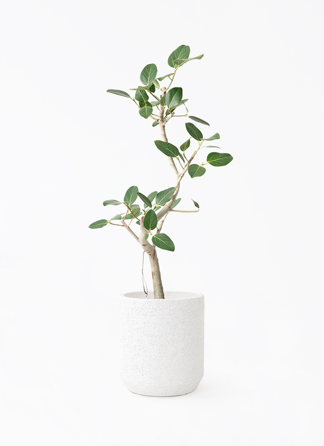 観葉植物 フィカス ベンガレンシス 観葉植物 フィカス ベンガレンシス 7号 曲り プラスチック鉢