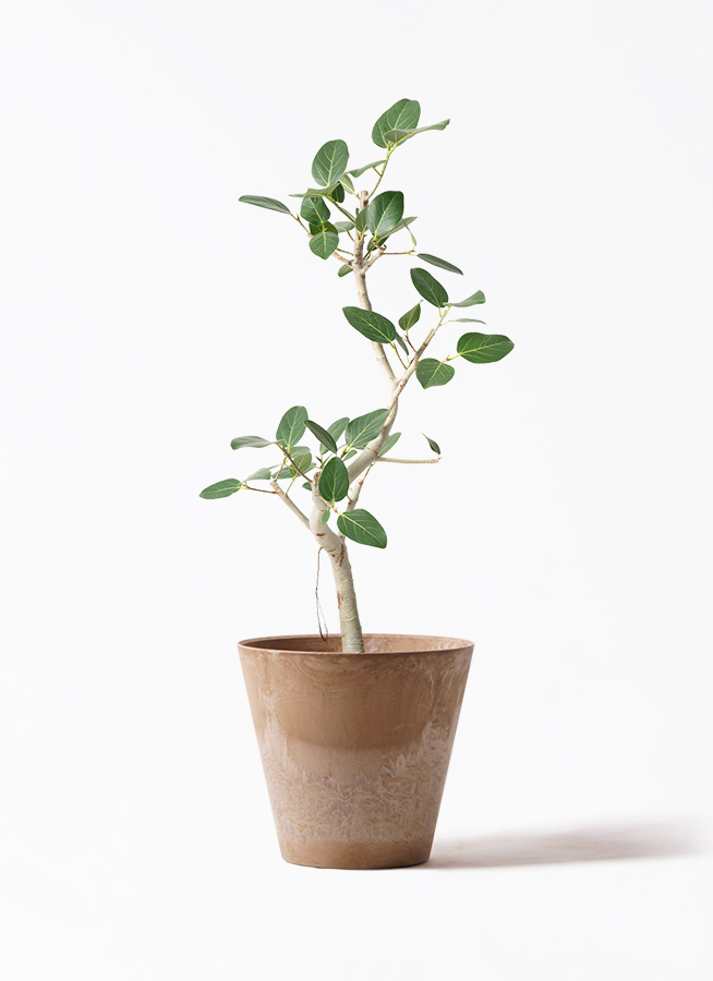 観葉植物 フィカス ベンガレンシス 7号 曲り プラスチック鉢