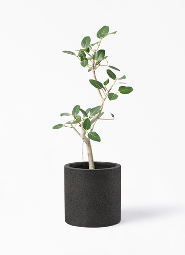 ficus-benghalensis-1253_1.jpg?