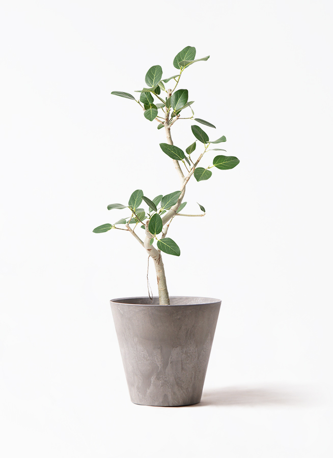 K*i様 フィカス　ベンガレンシス　観葉植物　7号　約110センチ 2 観葉植物 フィカス ベンガレンシス 7号 曲り プラスチック鉢